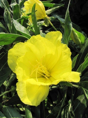 Picture of Oenothera - Missouriensis